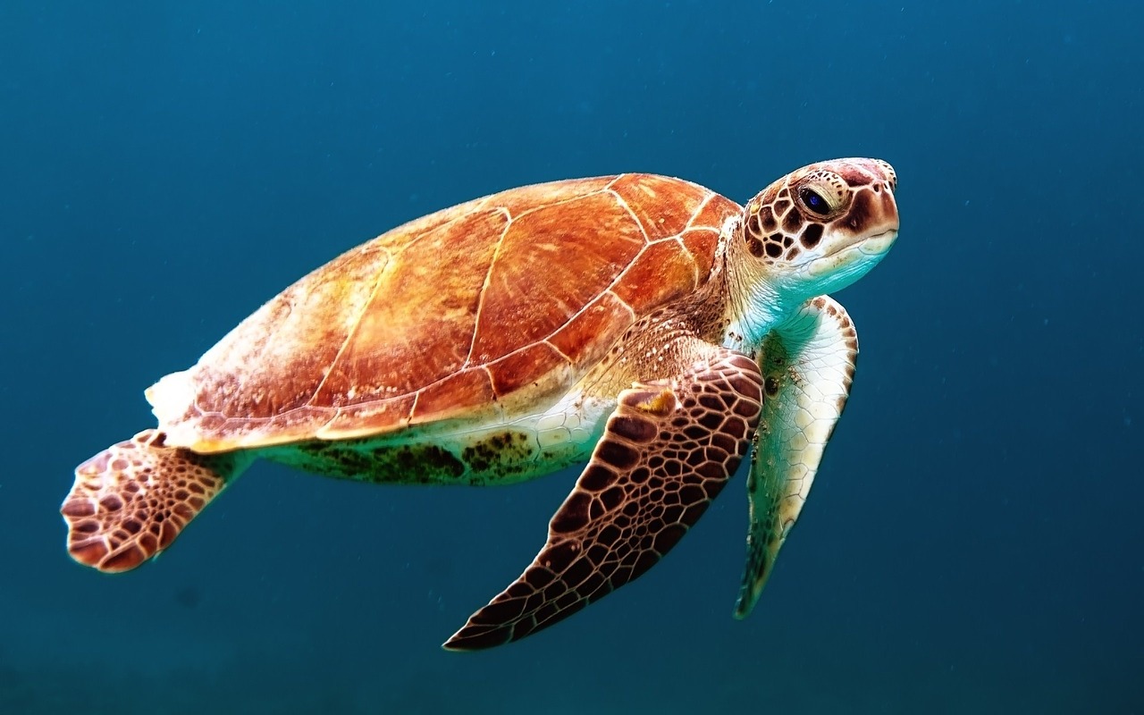 19 Goproの水中での使い方を徹底解説 Tabibito Blog